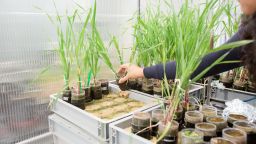 Phd Student tends experimental plants 