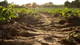 Ploughed soil in a field of crops