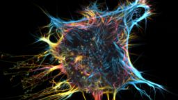 A cytoskeleton image captured Paul Jarman and featured in the Chemistry in Pictures feature run by Chemical and Engineering News