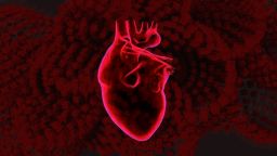 Digital anatomical heart 