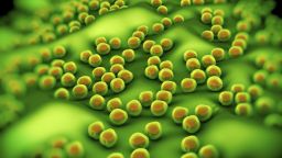 Antimicrobial resistant pathogens crowdsource friendly bacteria to survive in immune cells and cause disease