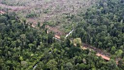 Indonesian rainforest cleared for oil palm plantation