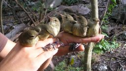 Photo of Seychelles Warbler birds