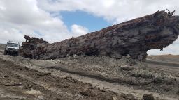 Ancient Kauri tree log found buried underground