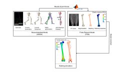 Musculoskeletal and finite element models describing forces in femur while walking