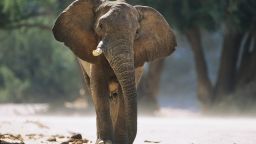 An African forest elephant running