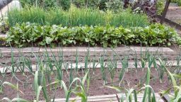 A picture of rows of vegetables being grown at an allotment.