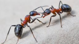 Two European red wood ants 
