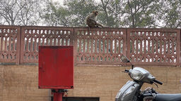 Monkey sat on a wall, with a moped in foreground 