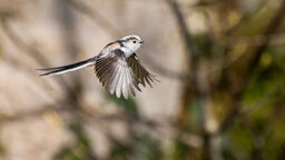 A long-tailed tit flying