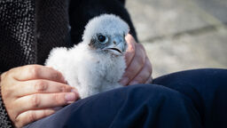Peregrine Falcon chick sitting on a person's lap 