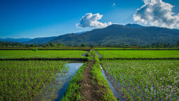 Landscape of Japanese rice fields with blue sky and mountains