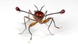 Malaysian stalk-eyed fly (Teleopsis dalmanni) 