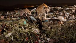 Spotted hyenas scavenging in Mekelle 