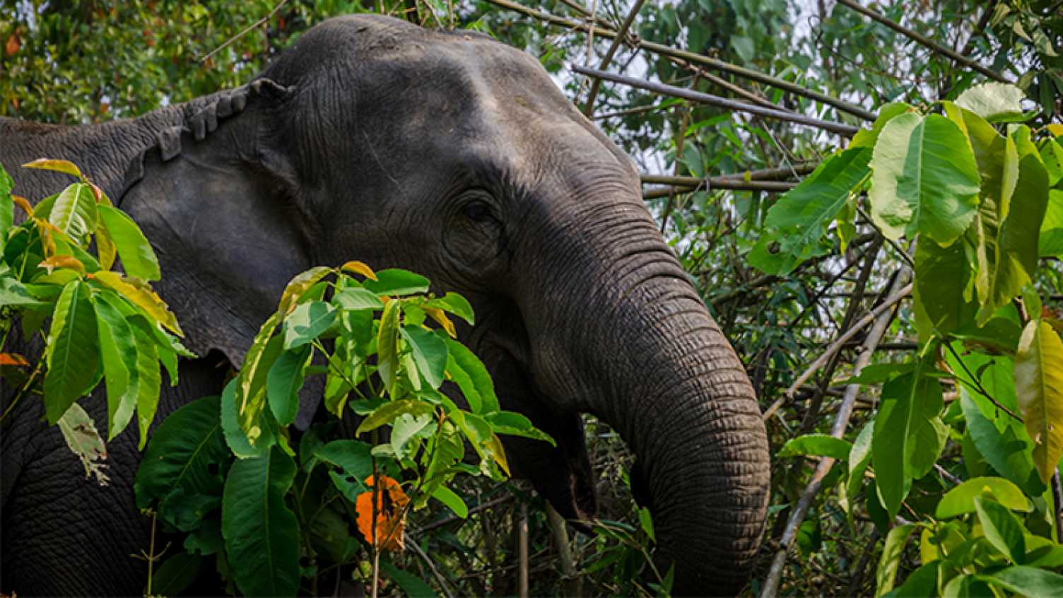 Thumbnail for Capturing elephants from the wild hinders their reproduction for over a decade |…