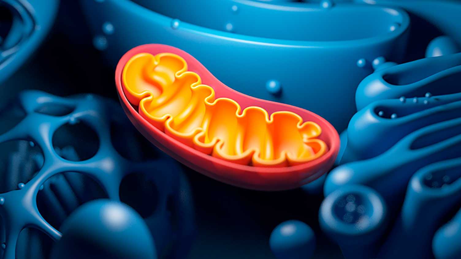Thumbnail for Liver disease drug could help restore cells damaged by Alzheimer’s | Medicine …