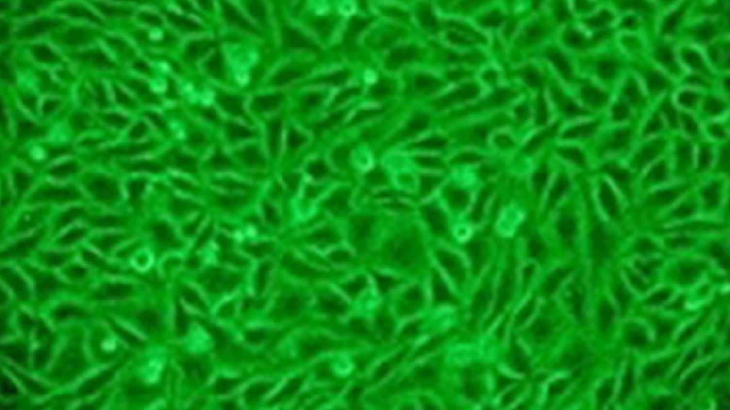 Thumbnail for Tissue Engineering & Regenerative Dentistry | Clinical Dentistry 