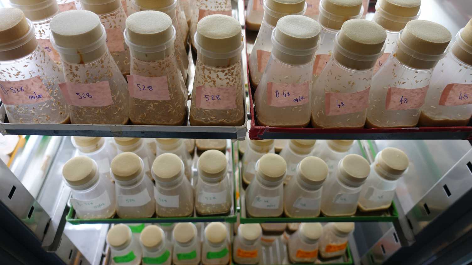Thumbnail for New research challenges long-standing theory explaining the effects of diet on l…