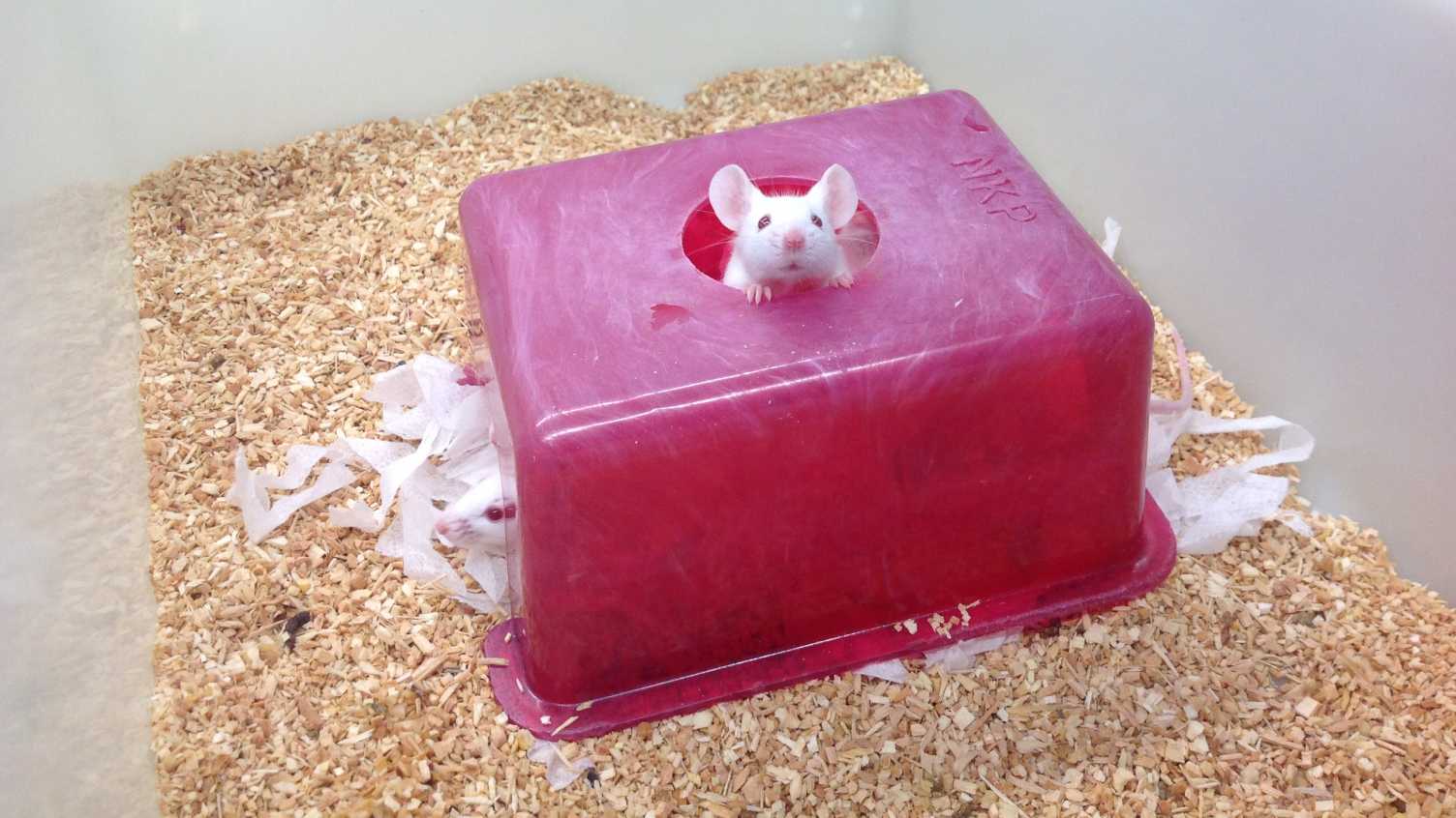 Thumbnail for A new toolbox for the longitudinal assessment of healthspan in aging mice | Heal…