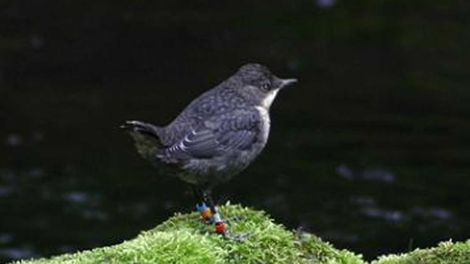 Thumbnail for Population and breeding dynamics of dippers | Don catchment 