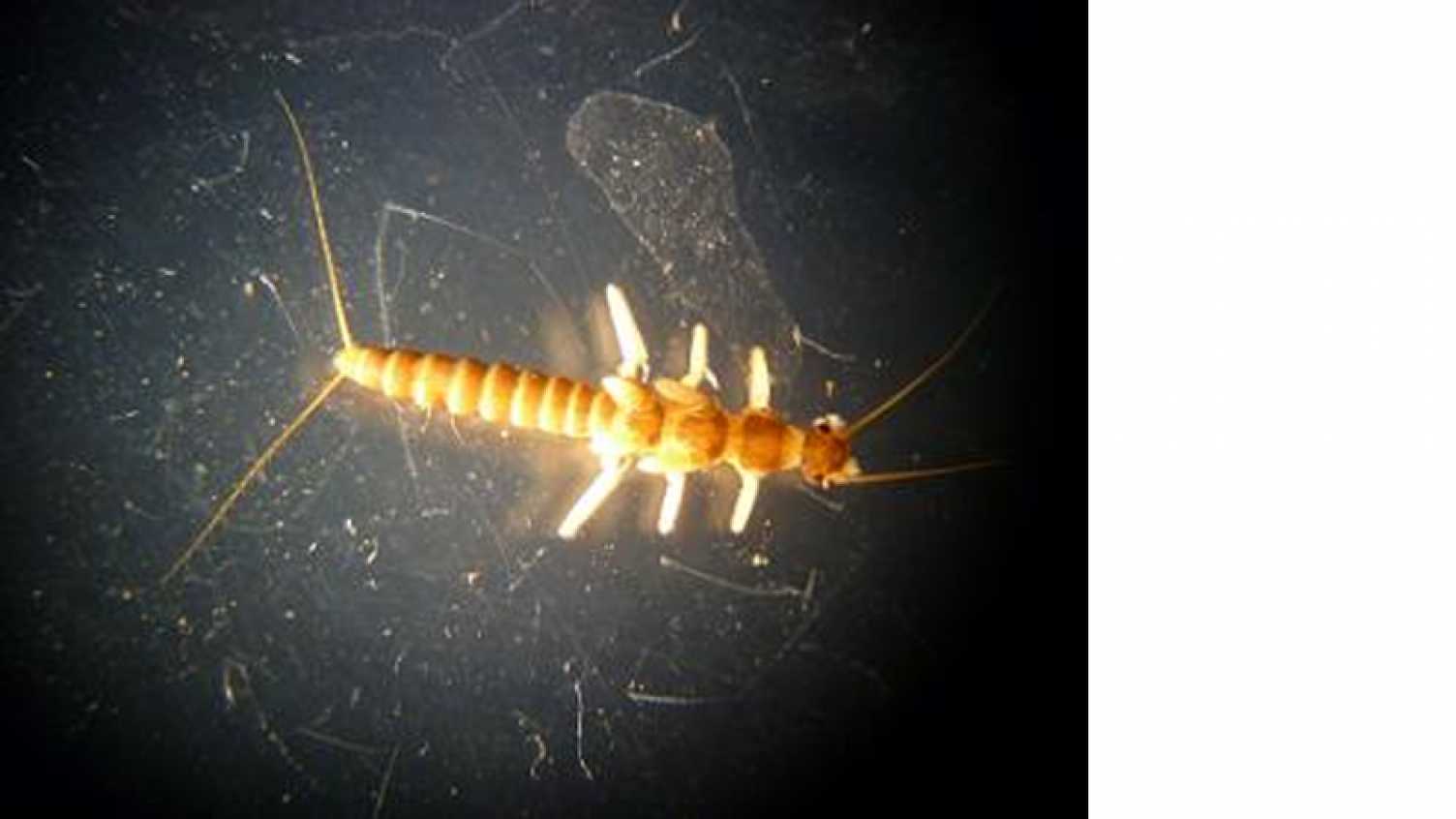 Thumbnail for Temporal variability of macroinvertebrate communities | Don catchment 