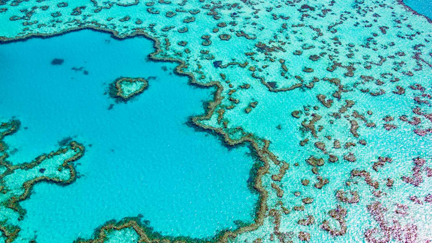 Thumbnail for Resilience of Great Barrier Reef offers opportunities for regeneration | Mathema…