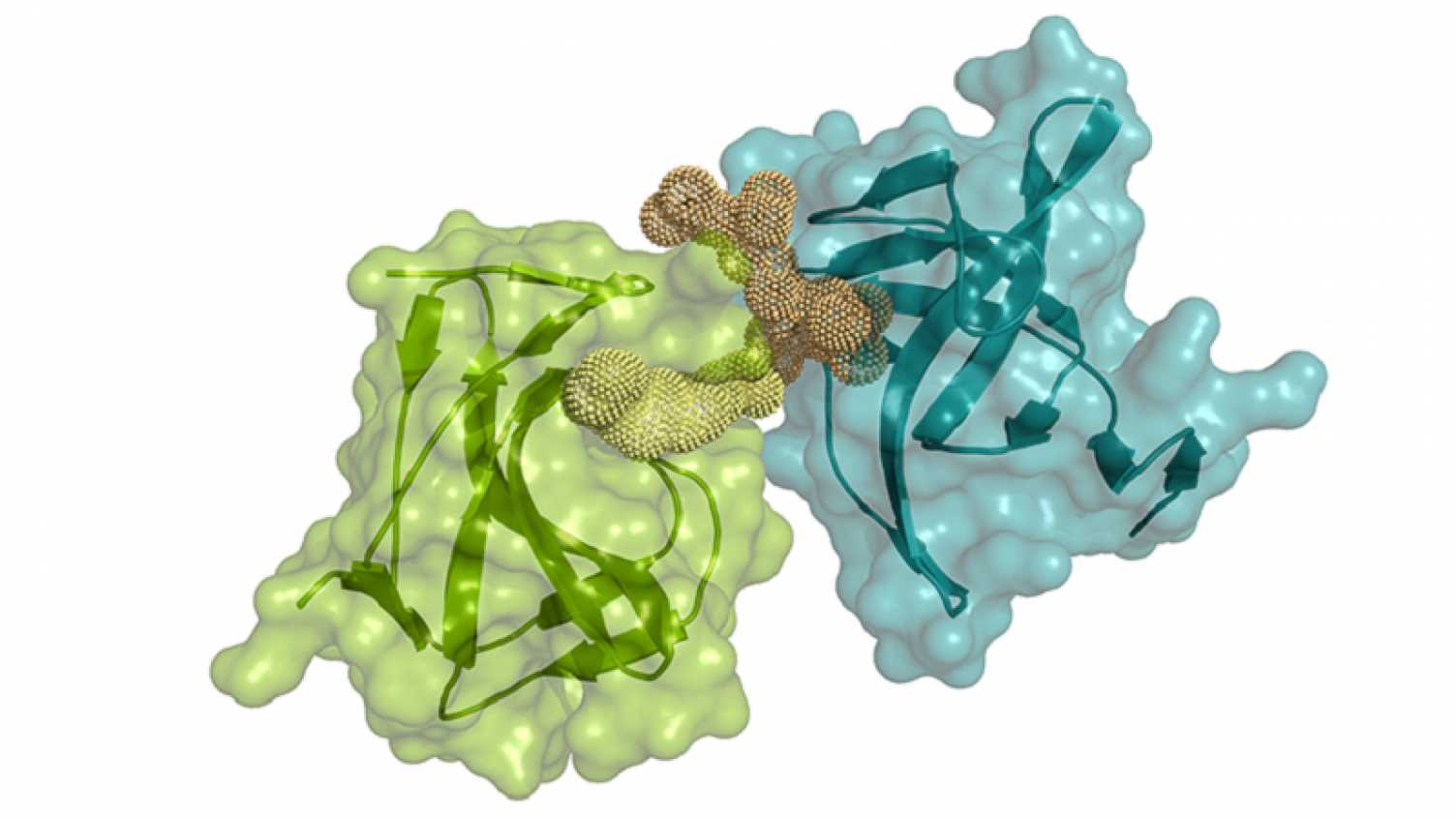Thumbnail for Scientists discover how potent bacterial toxin kills MRSA bacteria | Biosciences…