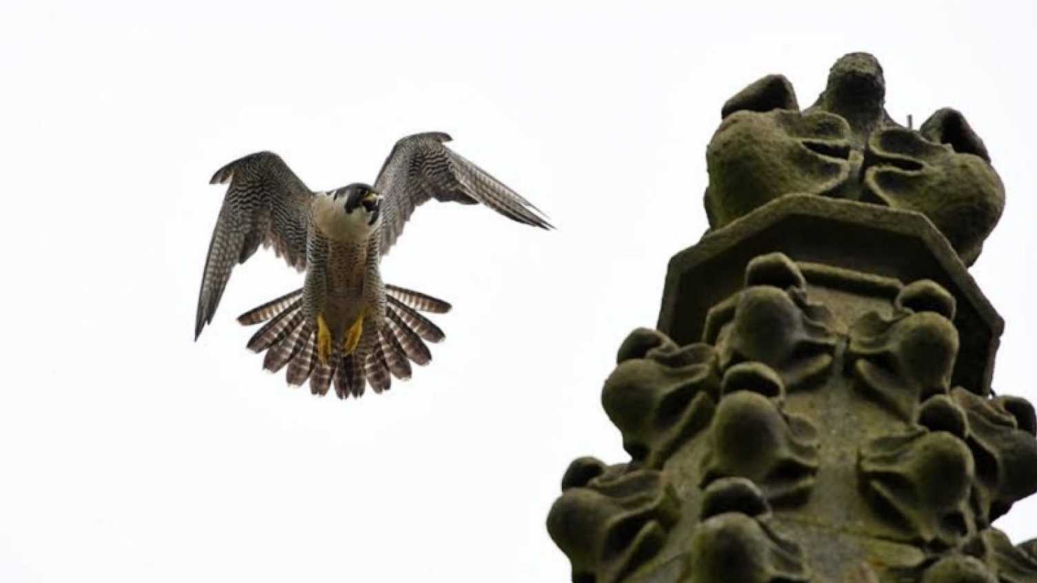 Thumbnail for A DNA study of the Sheffield Peregrines | Biosciences