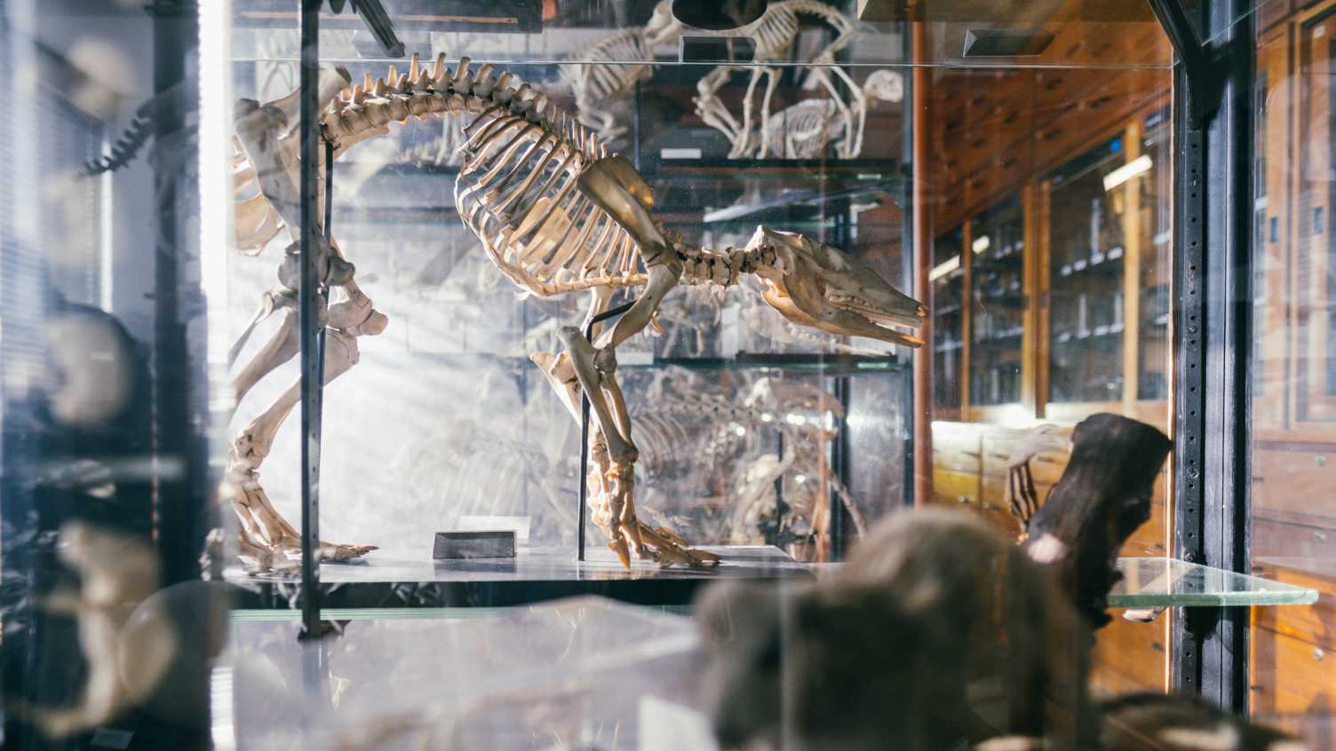 Thumbnail for Alfred Denny Museum | Alfred Denny Museum 