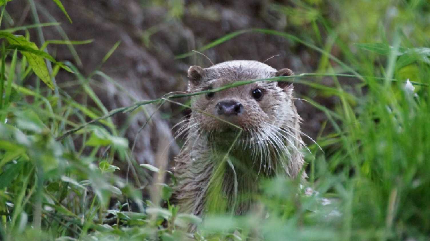 Thumbnail for A DNA-based survey of otters in Sheffield | Biosciences 