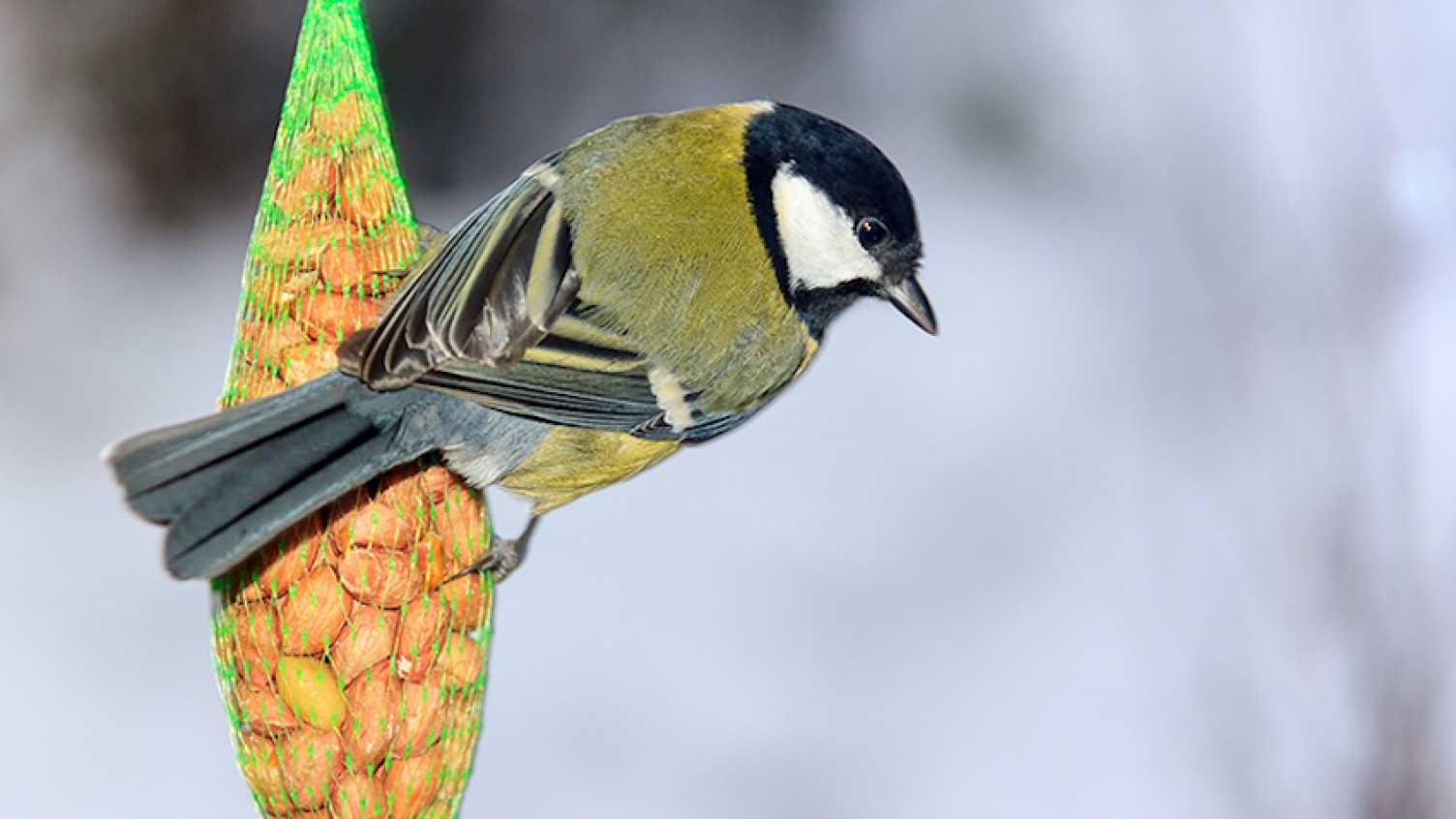 Thumbnail for Evolution in your back garden –great tits may be adapting their beaks to birdf…