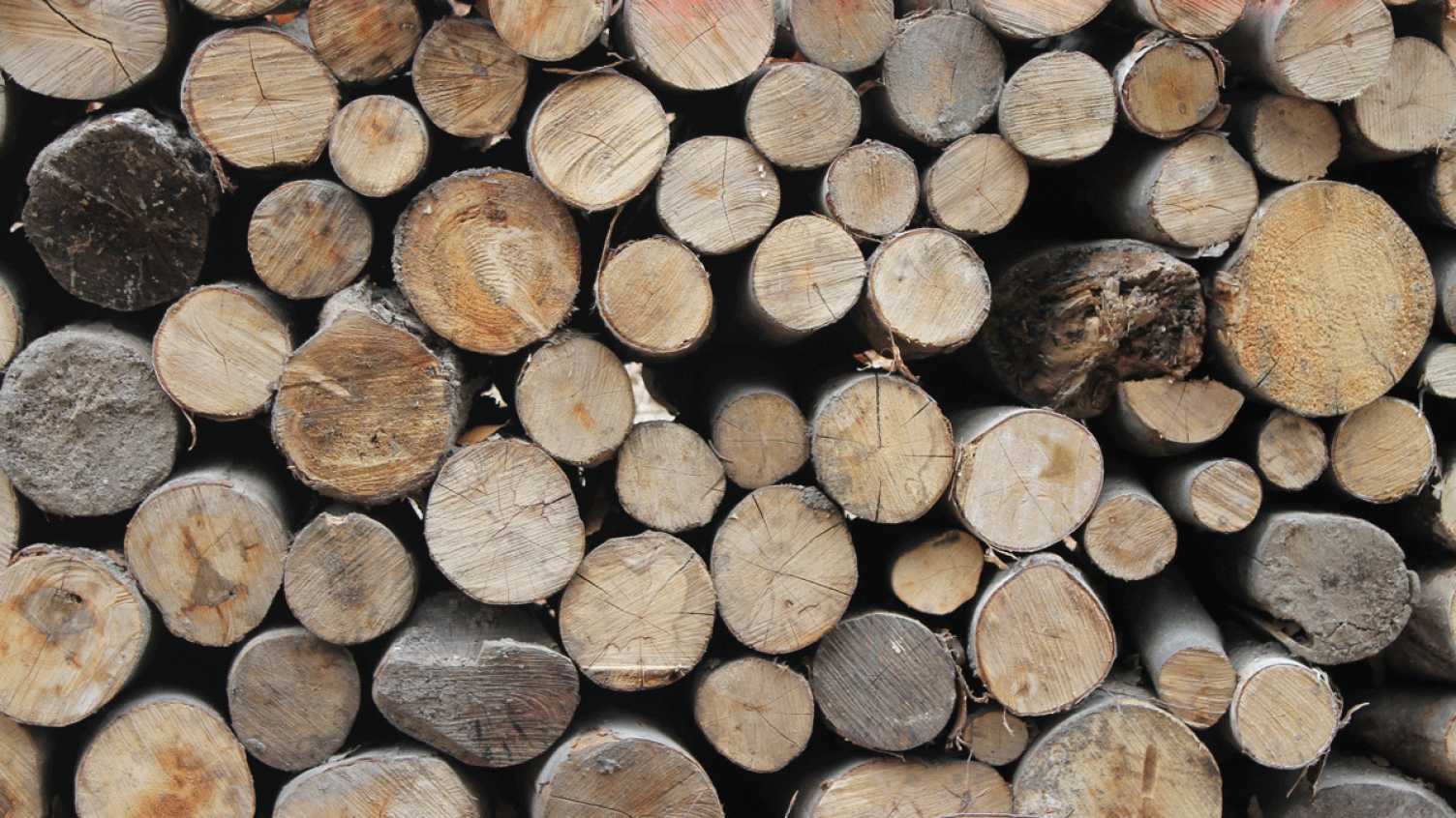 Thumbnail for The fight against deforestation in Europe | Faculty of Social Sciences 