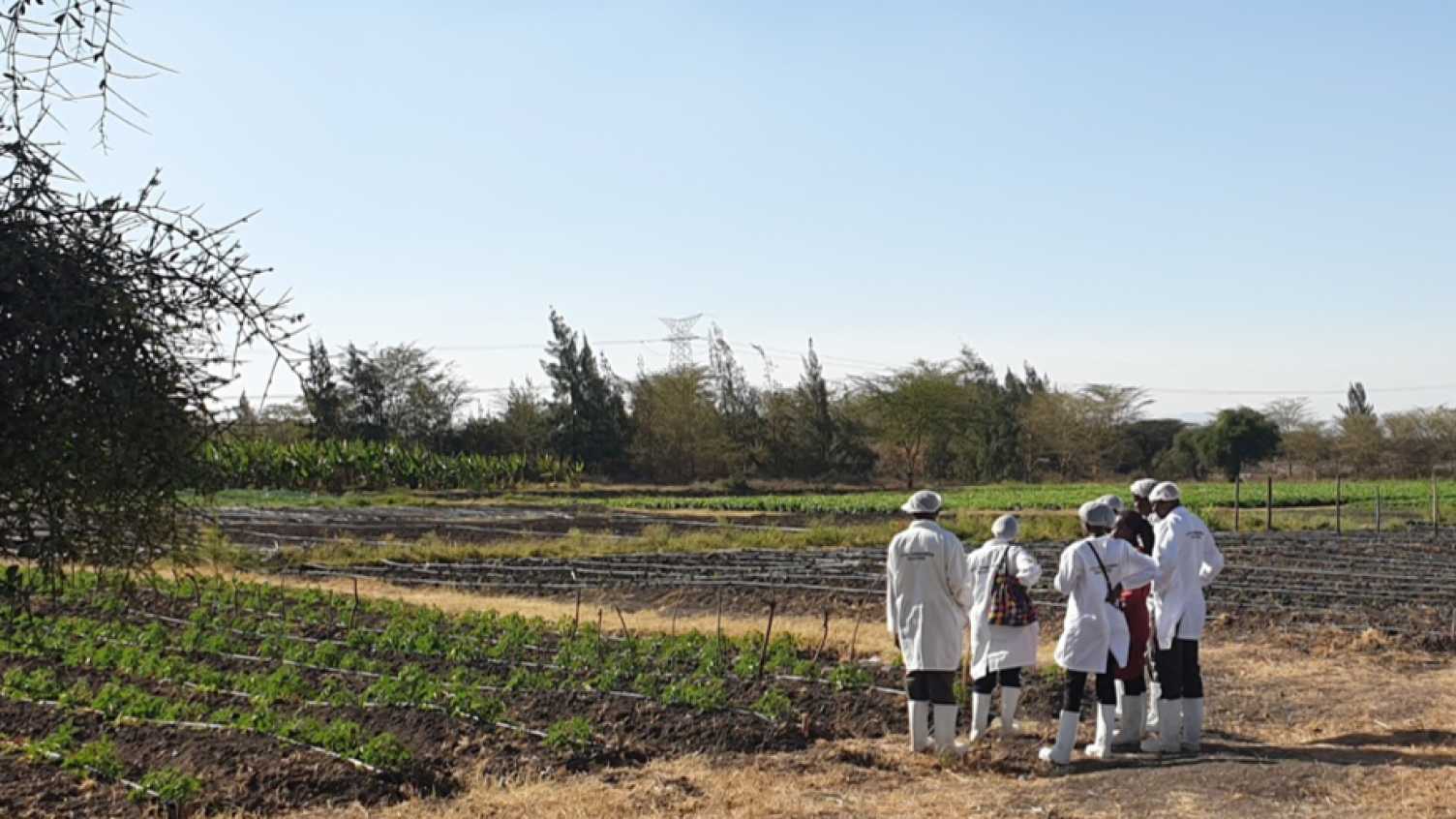 Thumbnail for New £1.4m project to improve East African energy supply through agrivoltaics | …