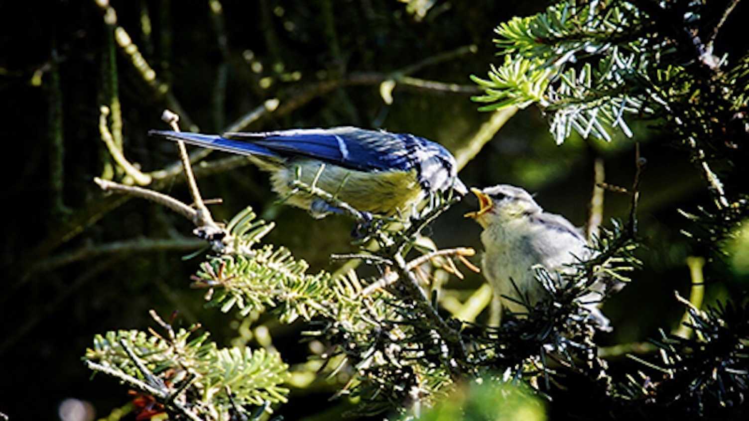 Thumbnail for Hungry birds as climate change drives food 'mismatch' | Biosciences 