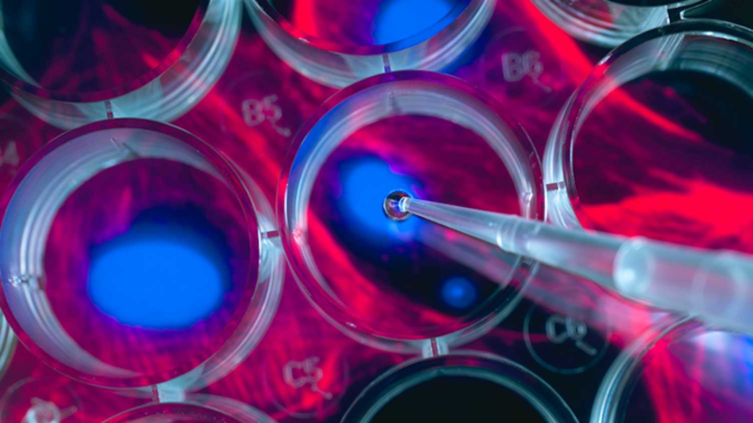 Thumbnail for New research into stem cell mutations could improve regenerative medicine | Bios…