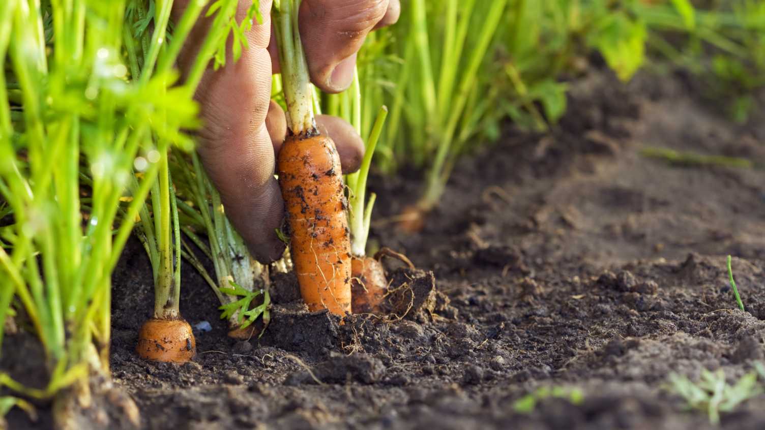 Thumbnail for Soil health knowledge hub launches with a call to join the network | Institute f…