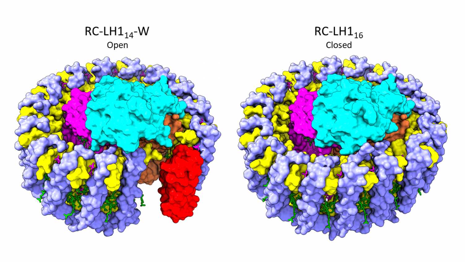 Thumbnail for Structural biologists peer deeper into the world of bacterial photosynthesis | B…