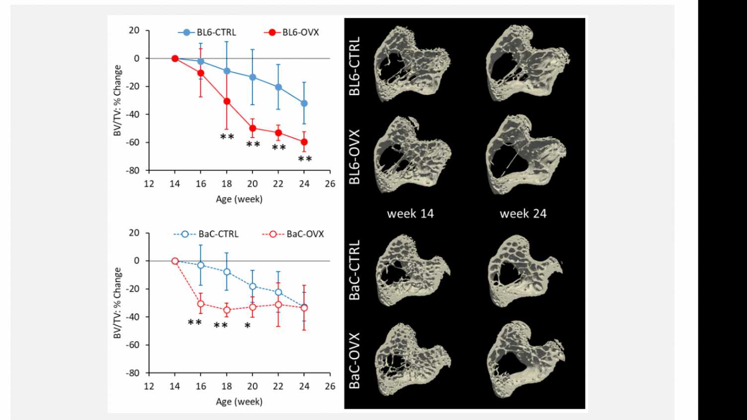 Thumbnail for The longitudinal effects of ovariectomy on the morphometric, densitometric and m…