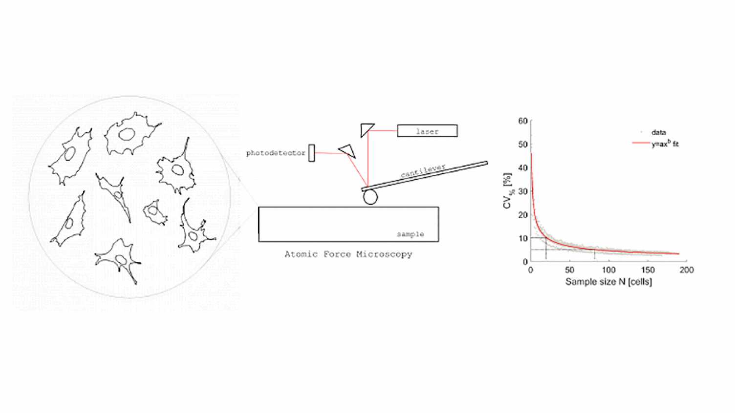 Thumbnail for Effect of cell sample size in atomic force microscopy nanoindentation | MultiSim…