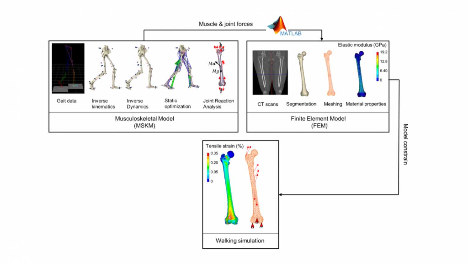 Thumbnail for Femoral neck strain prediction during level walking using a combined musculoskel…