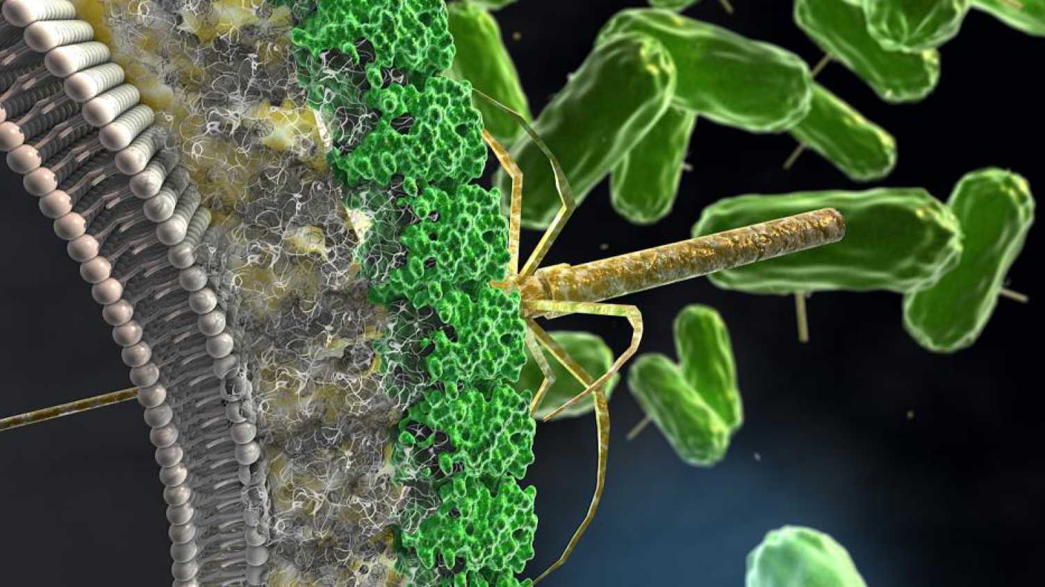 Thumbnail for Molecular Microbiology: Biochemistry to Disease | Biosciences 