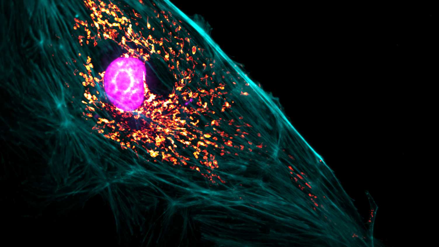 Thumbnail for Imaging life | Insigneo Institute 