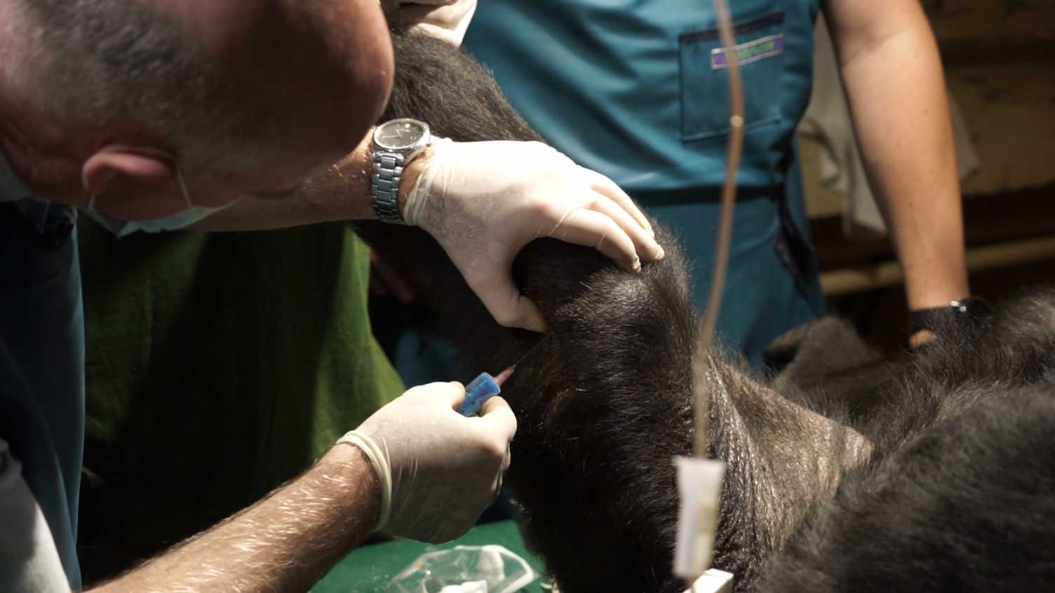 Thumbnail for Stem cells used to successfully treat arthritis in gorilla at Budapest zoo | New…