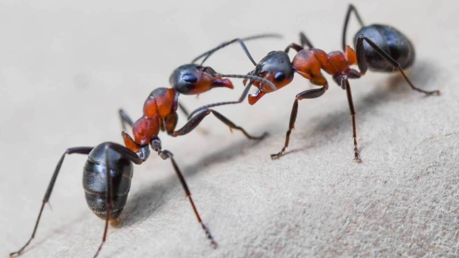 Site ants deals