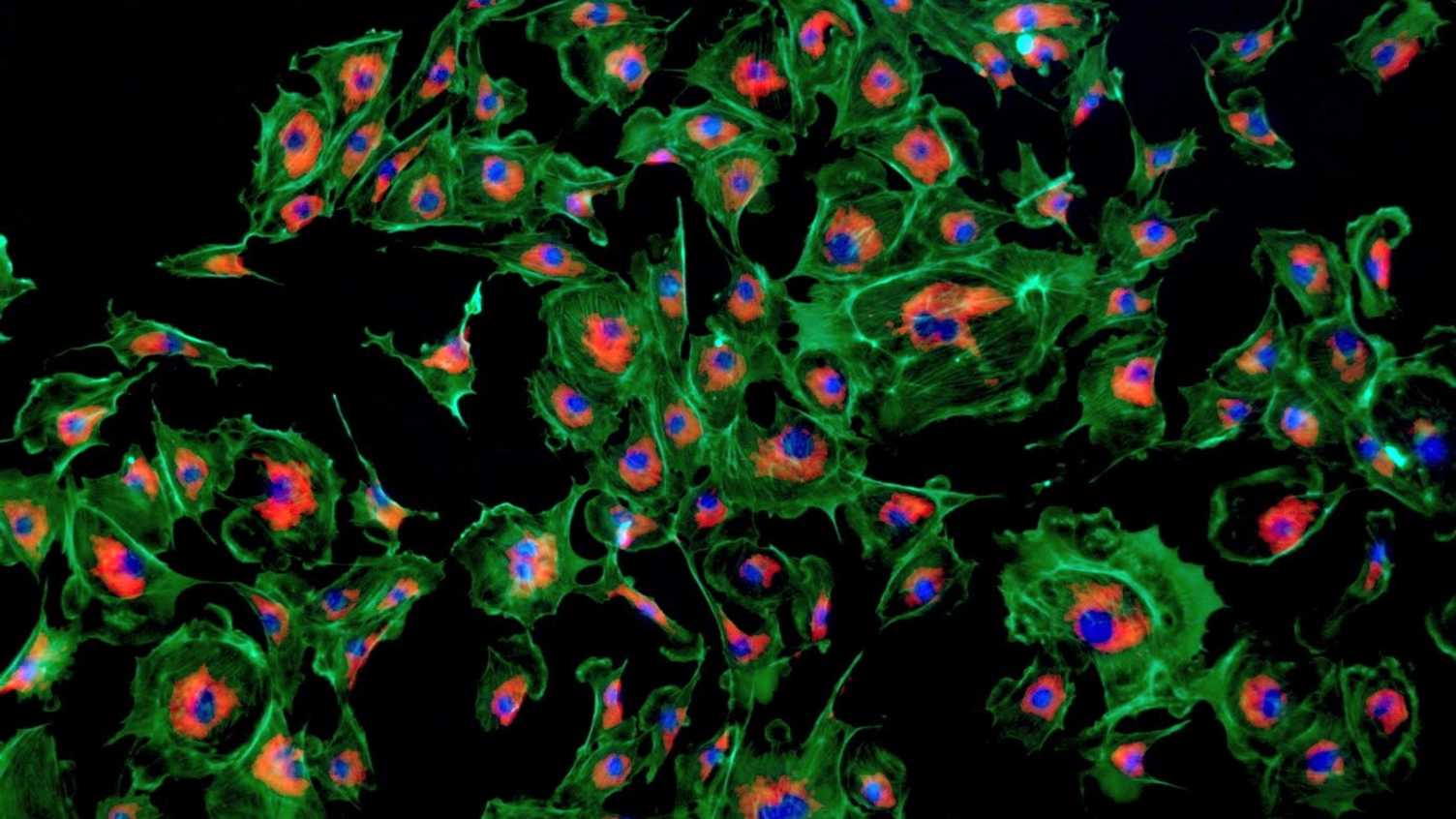Thumbnail for SilViA - redesigning cells for biomanufacturing | Commercialisation 