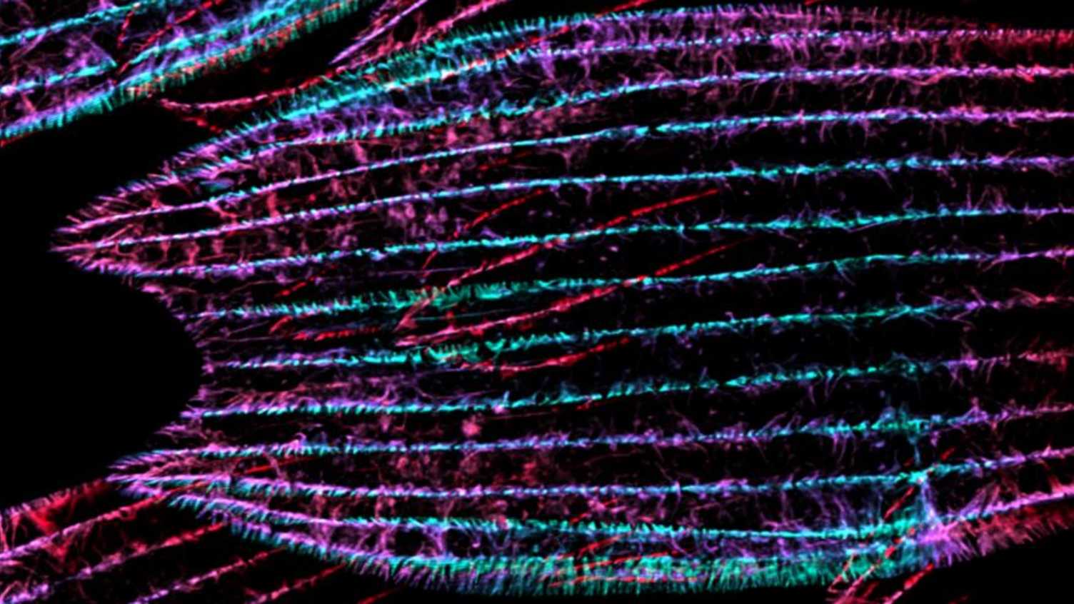 Thumbnail for Secrets of how butterfly wings get their vibrant colours revealed | News 
