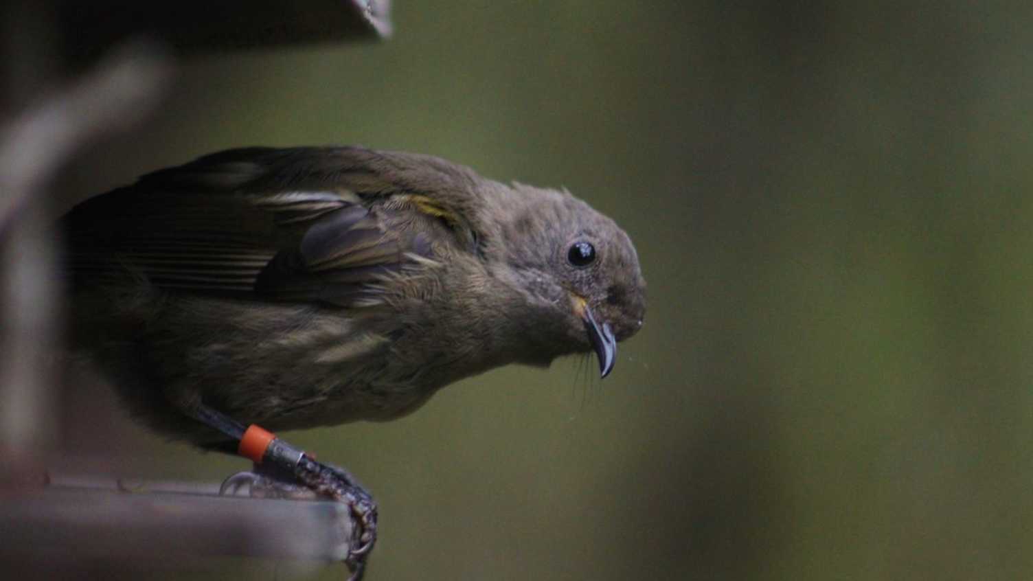 Thumbnail for Infertility challenges amongst endangered wild songbird population revealed in n…