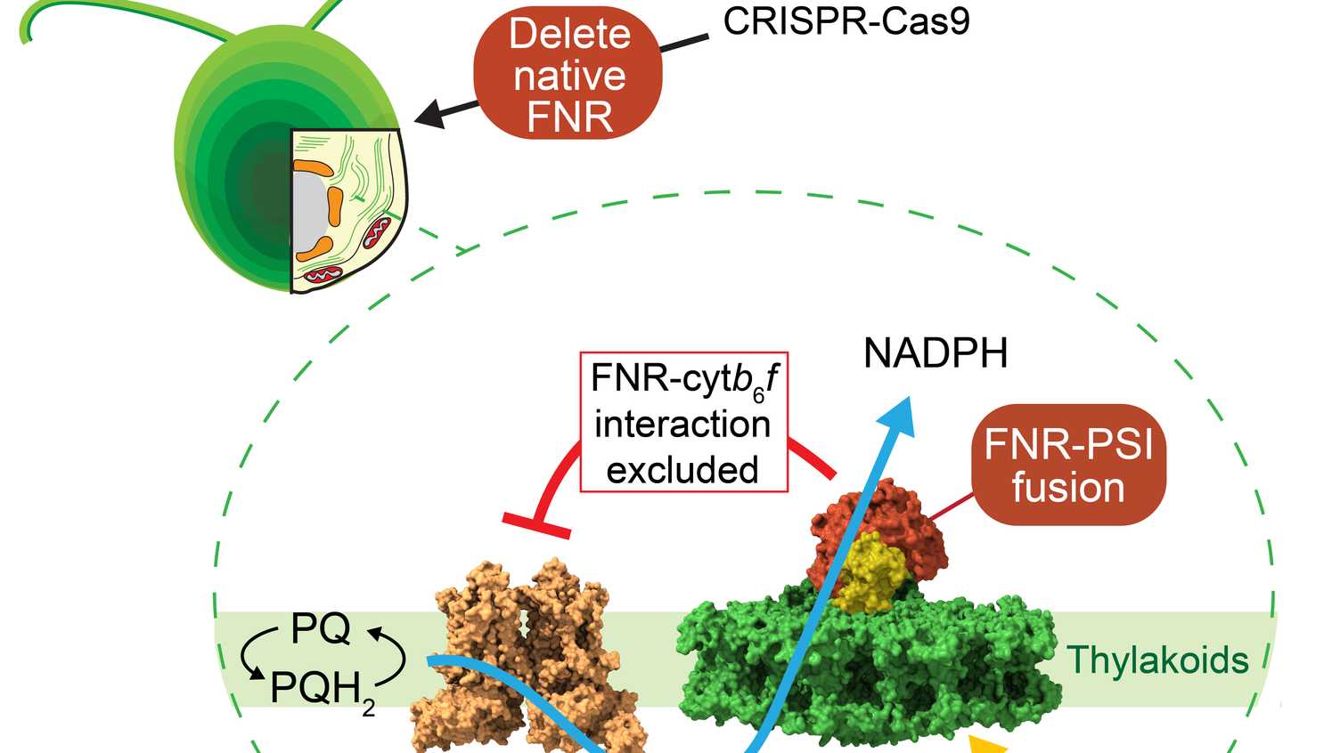 Thumbnail for New research to rewire photosynthesis for sustainable food and energy | Photosyn…