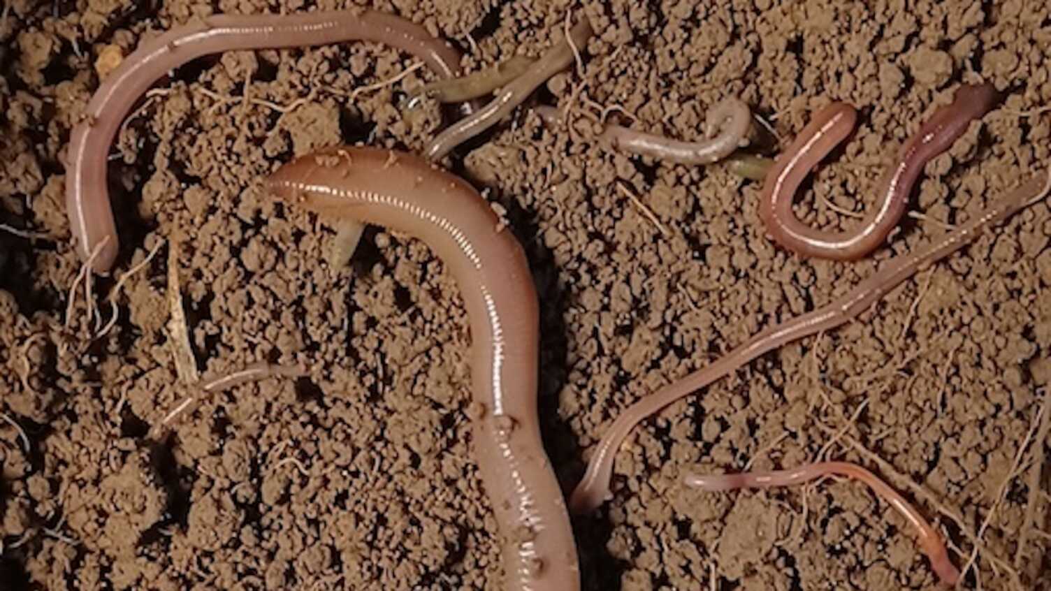 Thumbnail for Decoding soil: eDNA's breakthrough in sustainable farming | Biosciences 