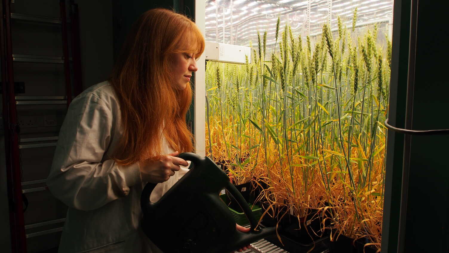 Thumbnail for Inside the grain: Sheffield researcher awarded fellowship to investigate plant r…